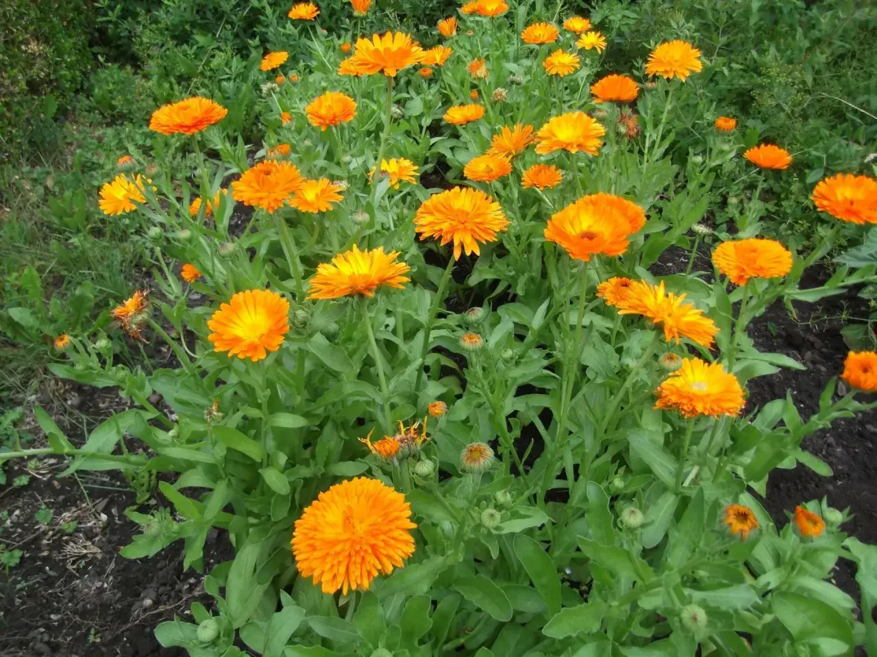Un champ de soucis fleur aux couleurs vives illumine le jardin. Leurs p&eacute;tales orange &eacute;clatant dansent au gr&eacute; de la brise.