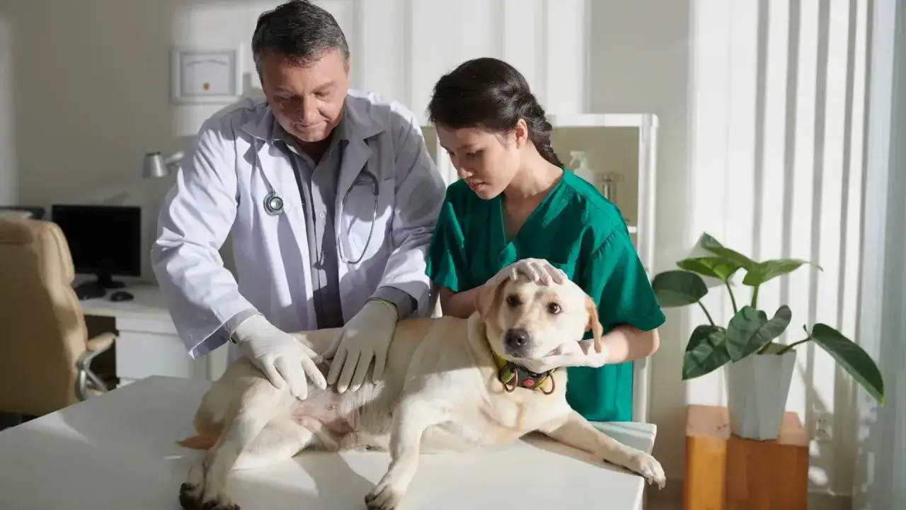 Veterinario esamina un cane per la chemioterapia. Il cane &egrave; sdraiato su un tavolo, mentre il veterinario e un assistente lo esaminano attentamente.