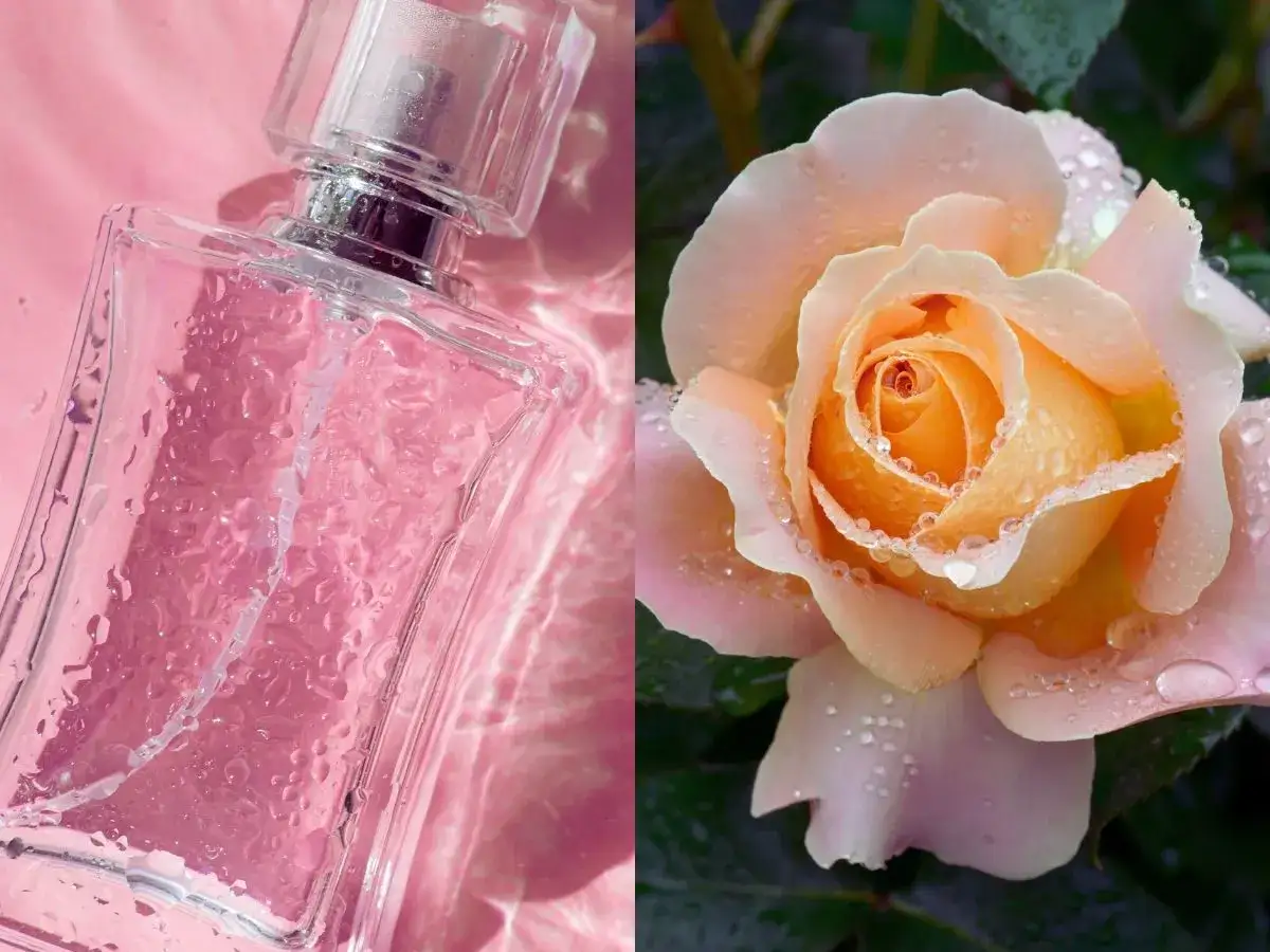 Perfumy w różowym odcieniu i delikatna brzoskwiniowa róża, the one, z kroplami rosy.