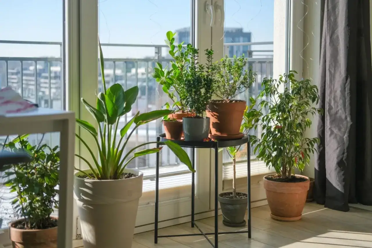 Inspiracja, jak ozdobić parapet w salonie: bujna zieleń roślin w doniczkach tworzy przytulną atmosferę przy oknie.