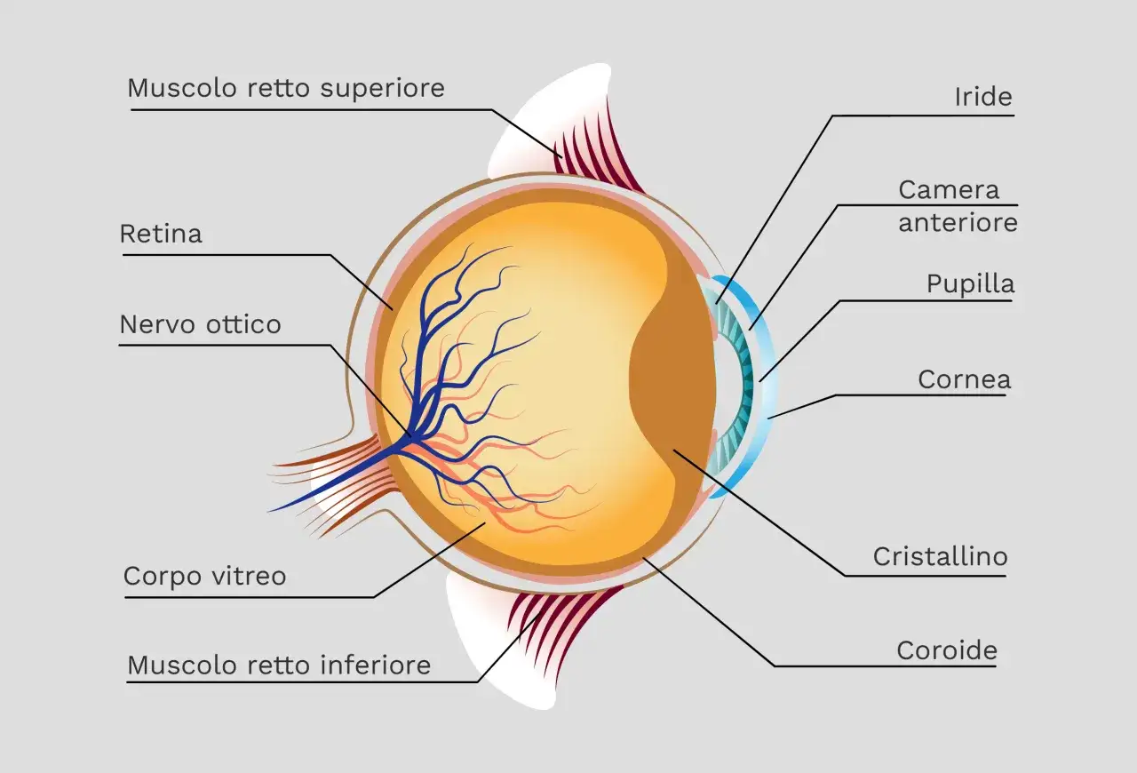 Diagramma anatomico dell'occhio umano, con etichette che indicano le parti come retina, nervo ottico e corpo vitreo. Il vitreo, un gel trasparente, riempie lo spazio posteriore dell'occhio.