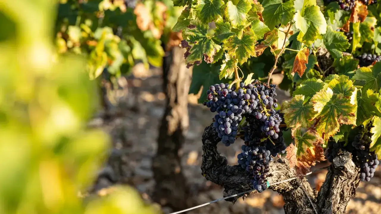 Grappes de raisin noir mûres sur une vigne noueuse, sous le soleil de la Drôme. Le vin d'ici promet d'être exceptionnel.