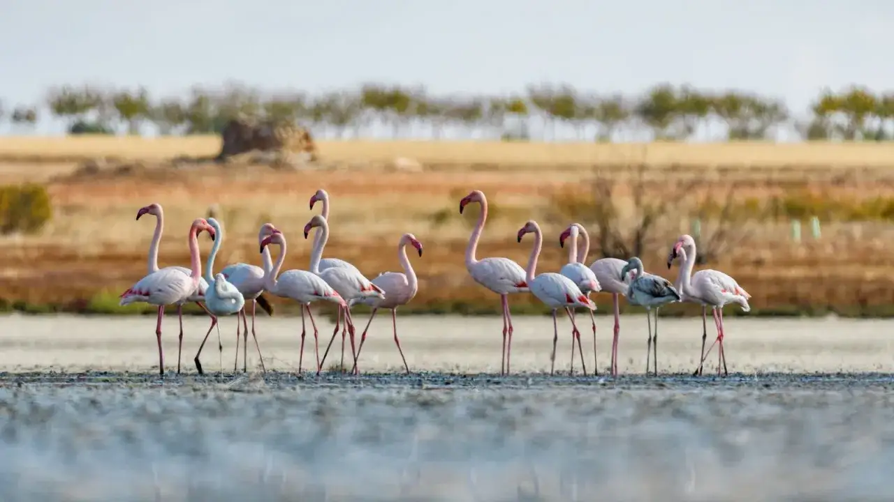 Flamencos rosados en Doñana, un espectáculo natural que se puede visitar doñana por libre.