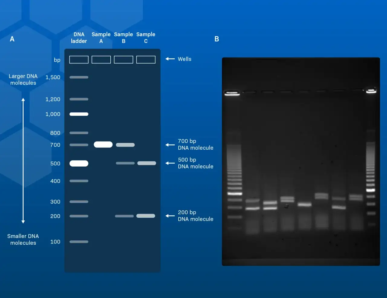Diagrama y gel de electroforesis en gel de agarosa: interpretaci&oacute;n de bandas de ADN. Muestra un marcador de ADN y tres muestras, comparando tama&ntilde;os moleculares.