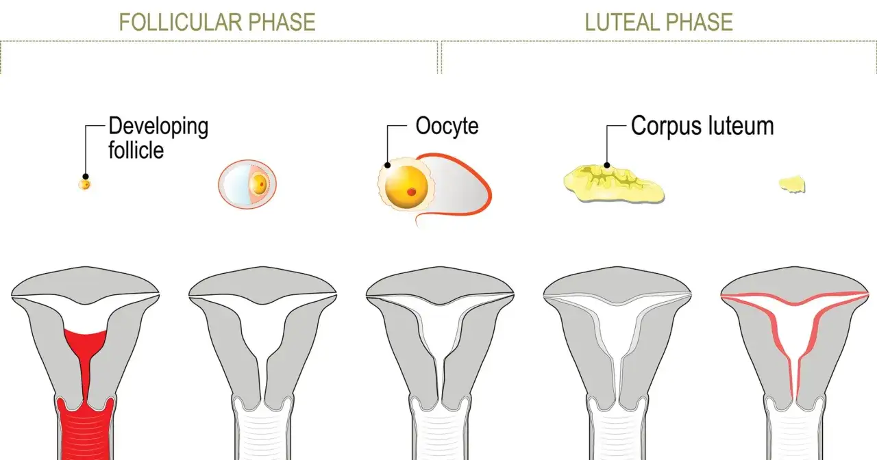 Cykl menstruacyjny: rozwój pęcherzyka, owulacja, ciałko żółte i zmiany w macicy podczas fazy lutealnej.