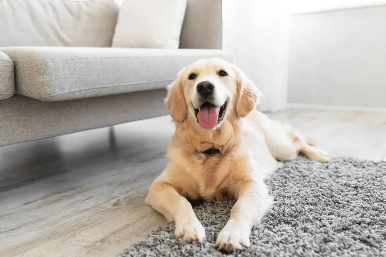 Un golden retriever heureux, allongé sur un tapis gris, peut-être se demandant pourquoi mon chien gratte le tapis.