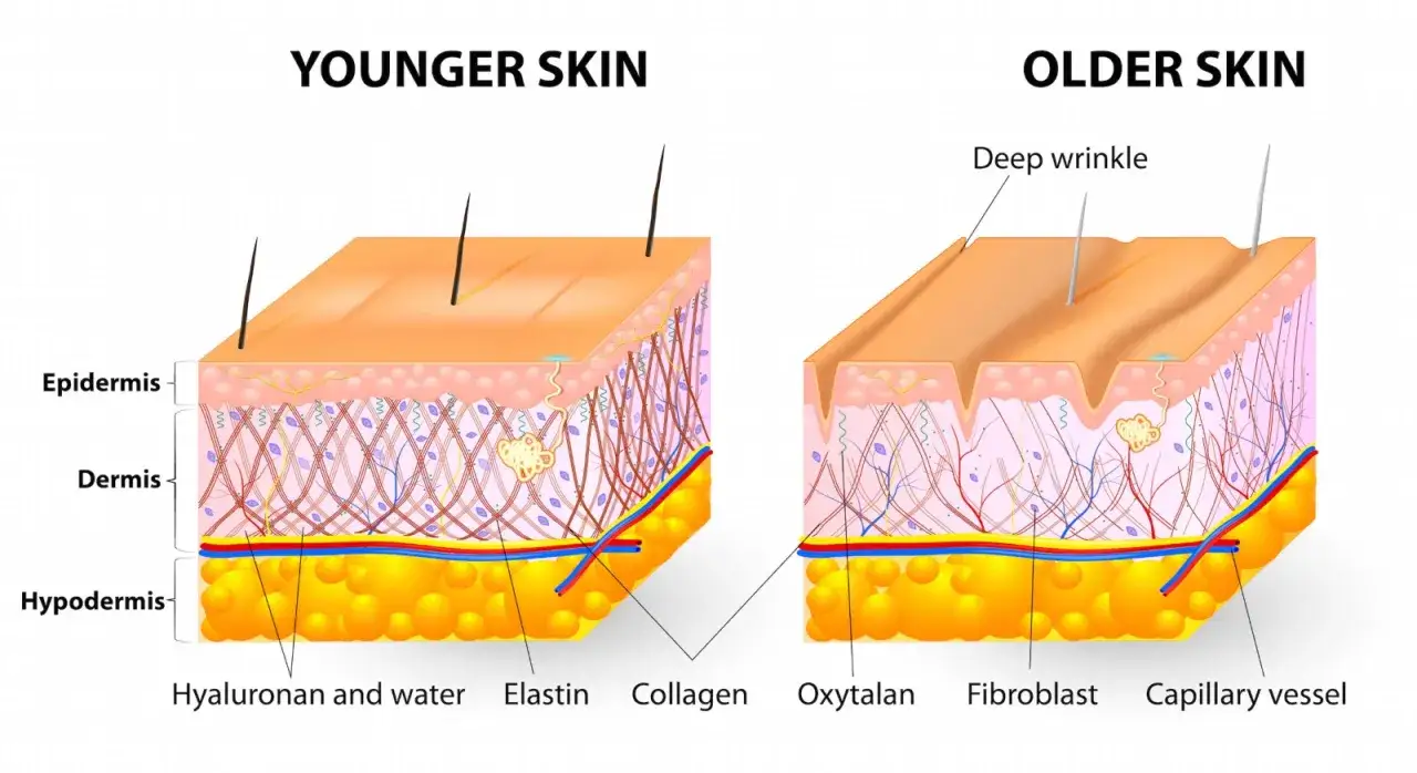Jämförelse av yngre och äldre hud. Retinol, en form av vitamin A, kan hjälpa till att förbättra hudens struktur.