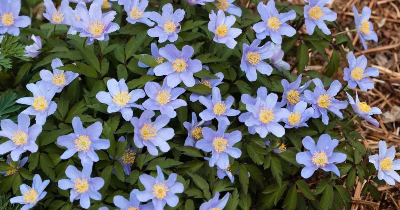 Niebieskie kwiaty anemone z żółtymi środkami, otoczone ciemnozielonymi liśćmi, tworzą wiosenny dywan.
