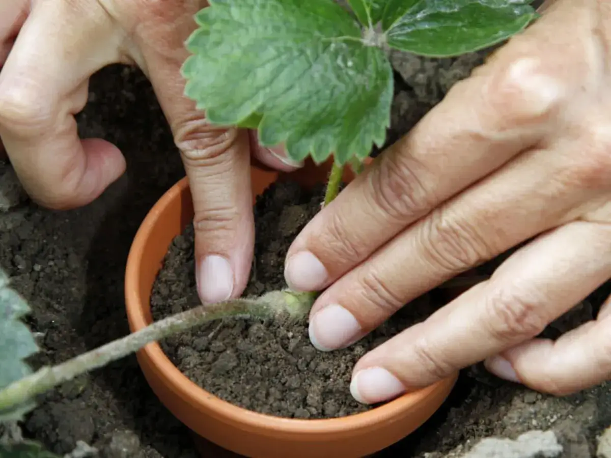 Hände pflanzen einen Erdbeerableger in einen Topf. So kann man Erdbeeren vermehren und neue Pflanzen ziehen.