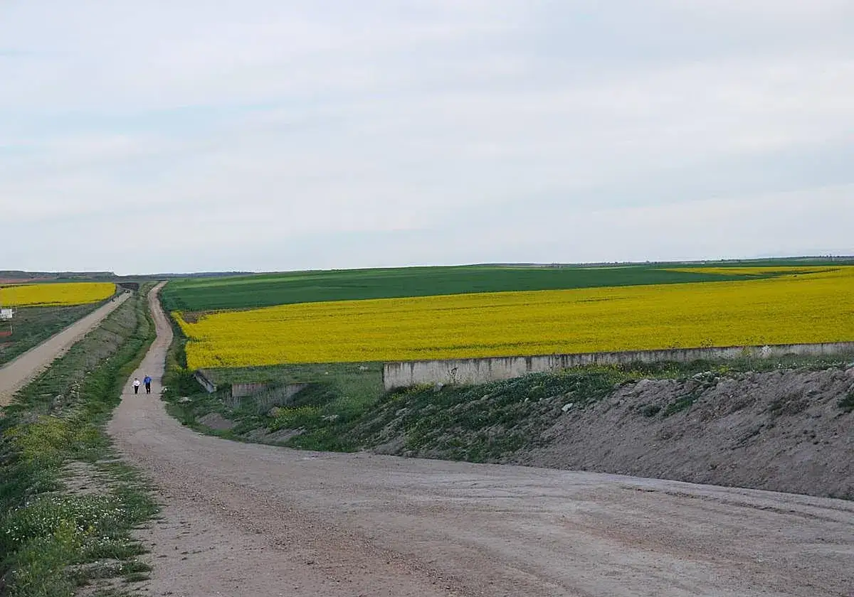 Dos personas pasean por la vía verde de la plata, rodeados de campos de colza dorada y verdes.