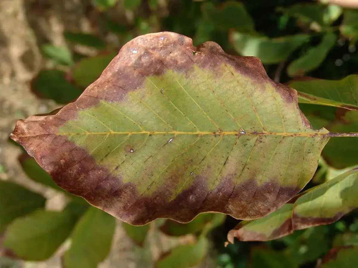 Foglia di noce con necrosi marginale, sintomo di malattie del noce.