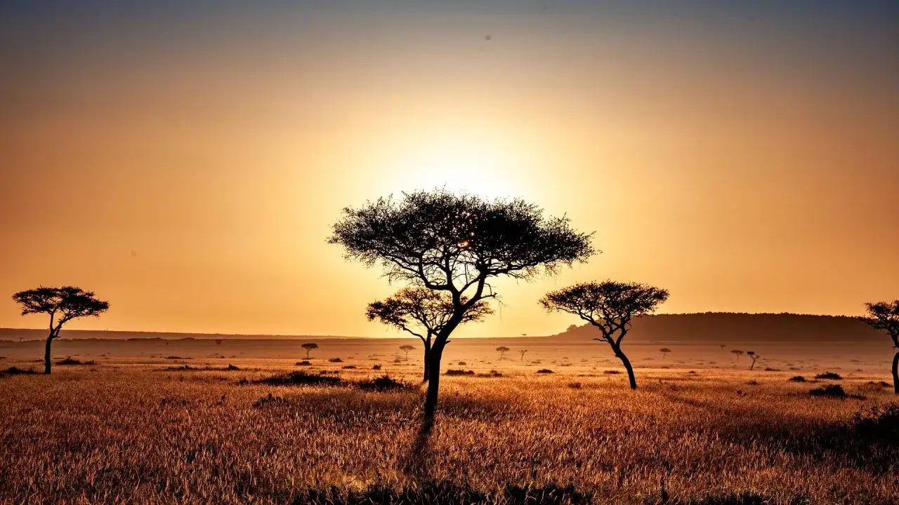 Sonnenuntergang in Kenia im September. Akazienb&auml;ume ragen silhouettenhaft aus trockenem Gras hervor.