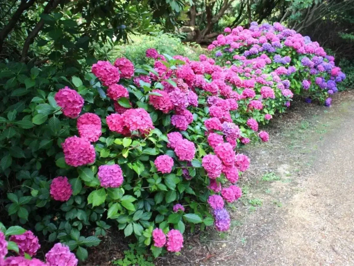 En rabatt med frodiga, fler&aring;riga blommor i nyanser av rosa och lila. De stora, runda blomklasarna skapar en f&auml;rgsprakande kant l&auml;ngs en grusg&aring;ng.