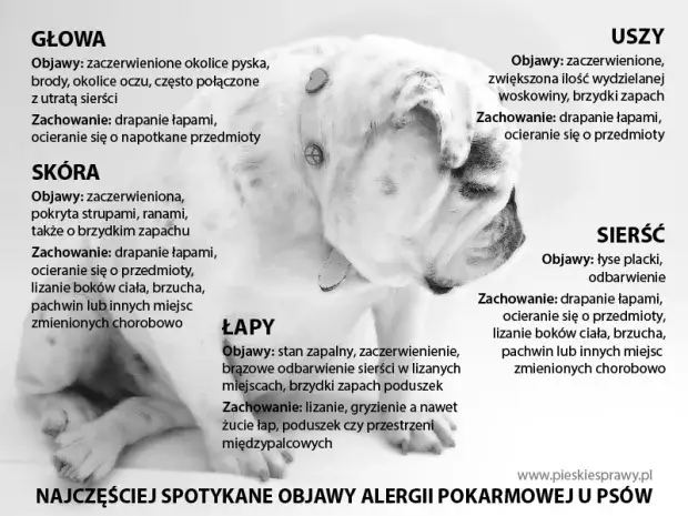 pies z objawami alergii pokarmowej