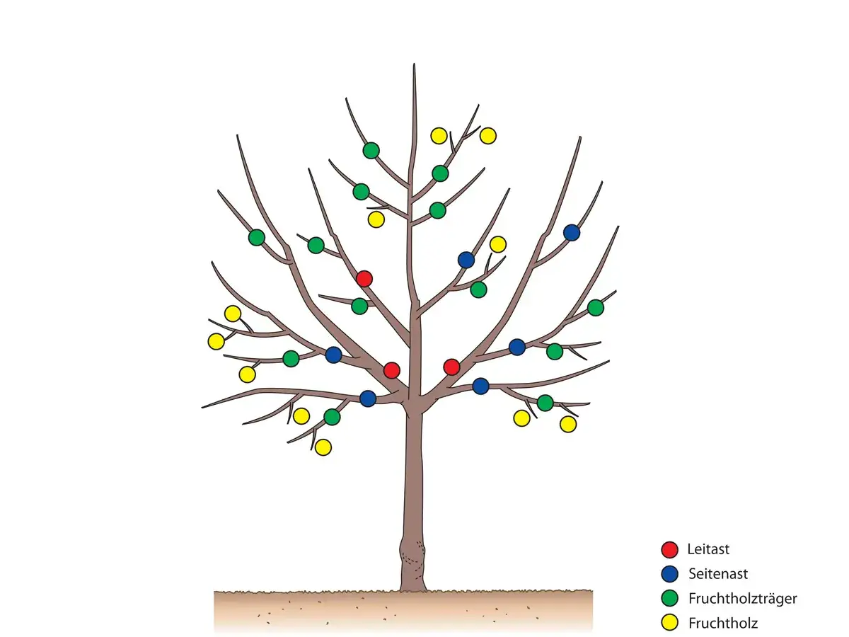 Illustration zeigt, wie man einen Apfelbaum schneiden kann. Verschiedene Knospen sind farblich markiert: Leitast (rot), Seitenast (blau), Fruchtholztr&auml;ger (gr&uuml;n) und Fruchtholz (gelb).