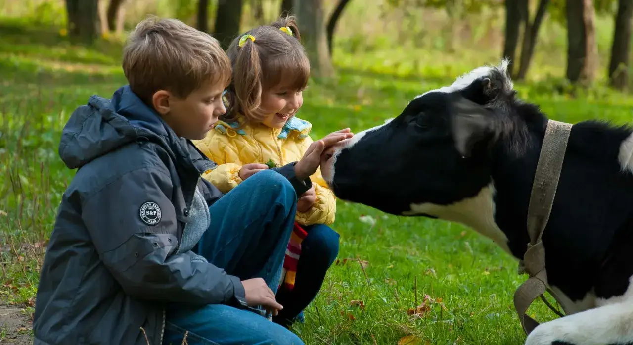 Deux enfants d&eacute;couvrent une vache dans une ferme p&eacute;dagogique du Vaucluse. La petite fille tend la main pour caresser l'animal.
