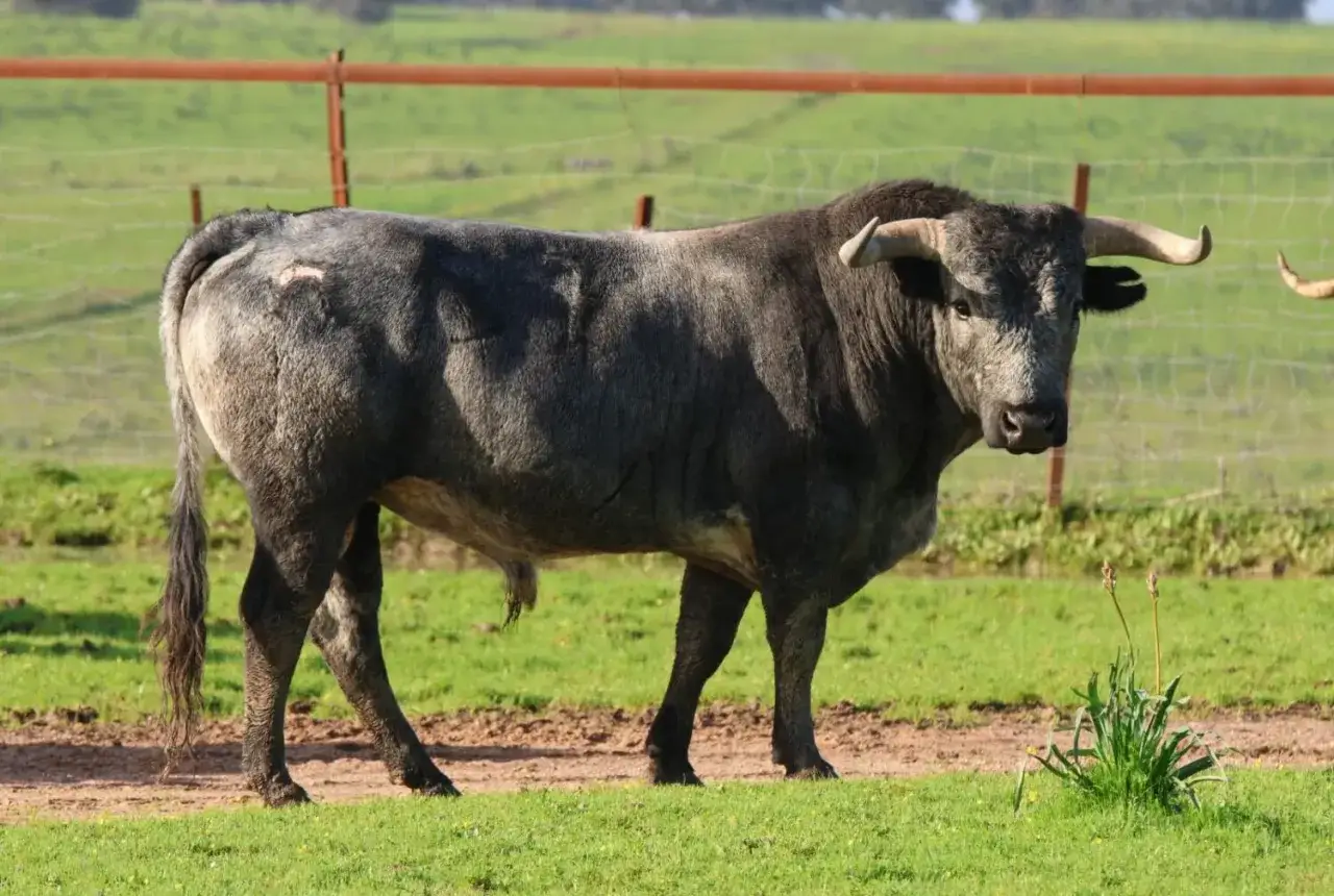 Un imponente toro de lidia, con pelaje gris&aacute;ceo y cuernos curvos, se alza en un prado verde. Es un ejemplar de la ganader&iacute;a de Eduardo Miura, listo para la acci&oacute;n.