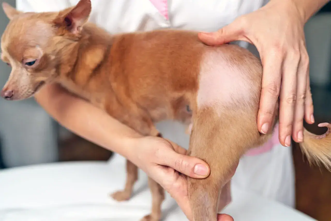 Veterinario examina la piel de un perro con pérdida de pelo, indicativo de varios tipos de alergias en perros.