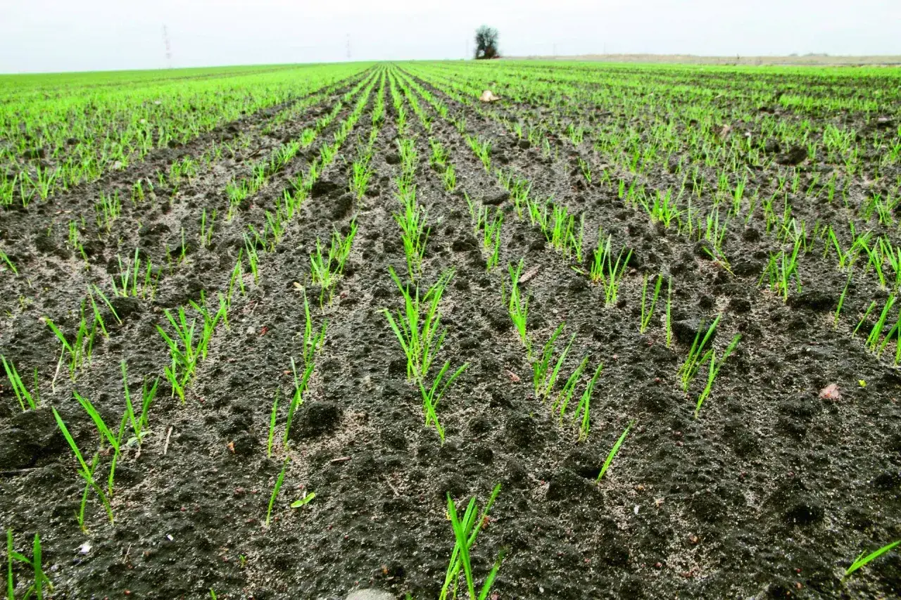 Młode źdźbła zbóż wyrastają w rzędach na polu. Optymalne normy wysiewu zbóż kg/ha zapewniają taki zdrowy wzrost.
