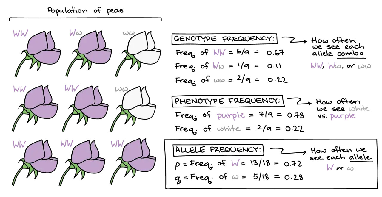 Illustration zur synthetischen evolutionstheorie: Erbsenpopulation mit Genotypen (WW, Ww, ww) und Phänotypen (lila, weiß), zeigt Genotyp-, Phänotyp- und Allelfrequenzen.