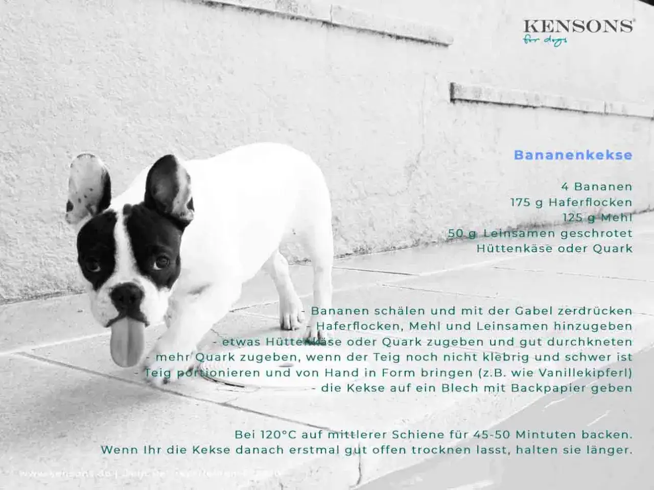 Französische Bulldogge schaut neugierig auf ein Rezept für Hundekekse mit Bananen.