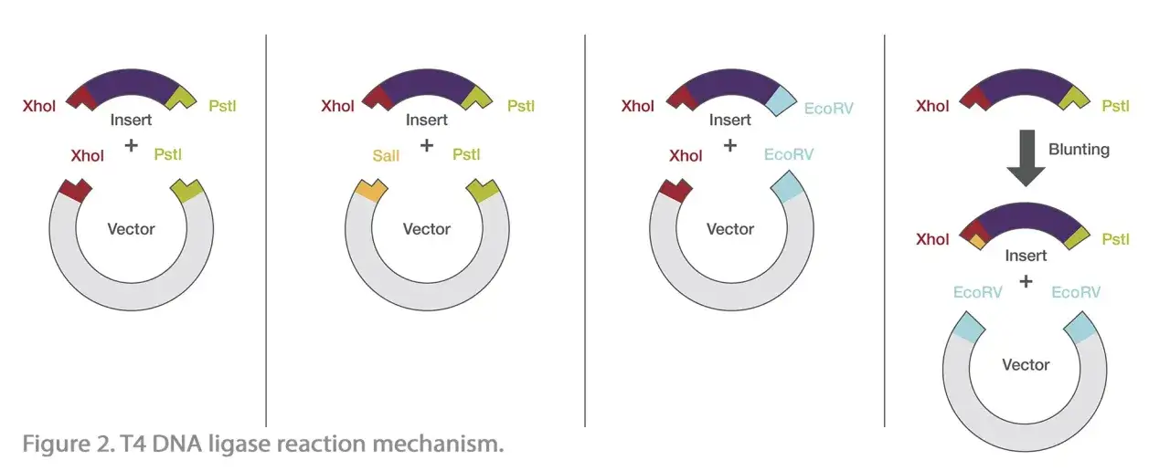 Ilustración del mecanismo de reacción de adn ligasas, mostrando cómo se unen fragmentos de ADN a un vector.