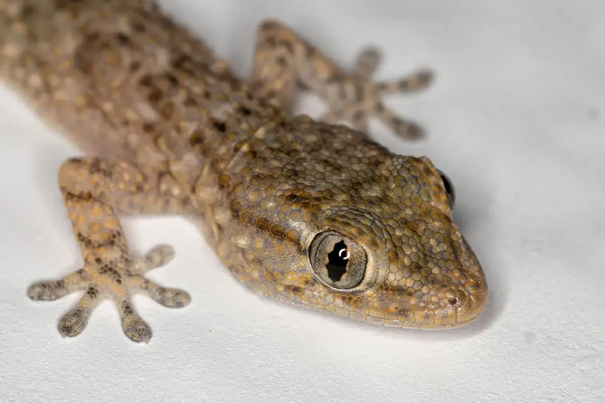 Un lagarto de piel escamosa, con ojos grandes y dedos pegajosos, parece so&ntilde;ar con lagartijas en un fondo blanco.