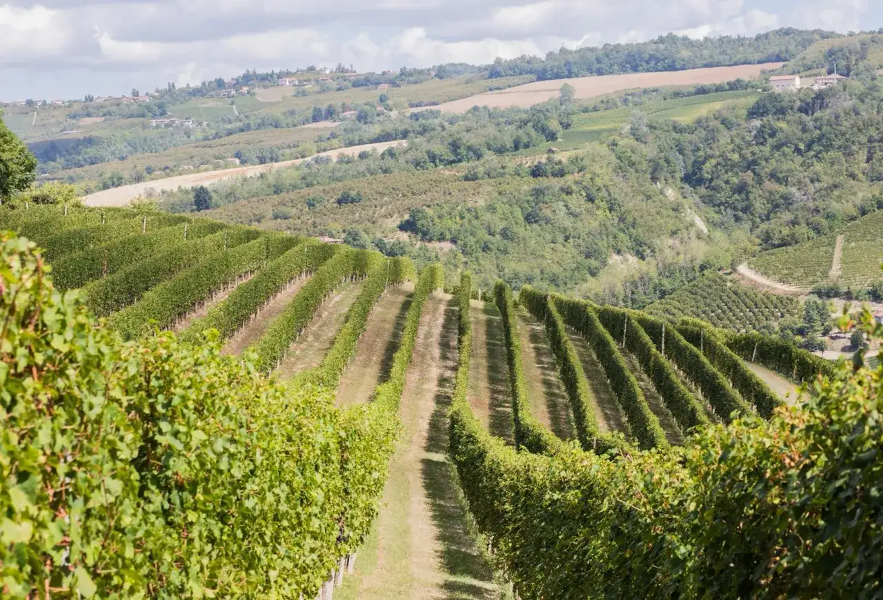 Vigneti rigogliosi si estendono a perdita d'occhio sulle colline, un paesaggio incantevole che evoca la bellezza della **tenuta Cucco**.