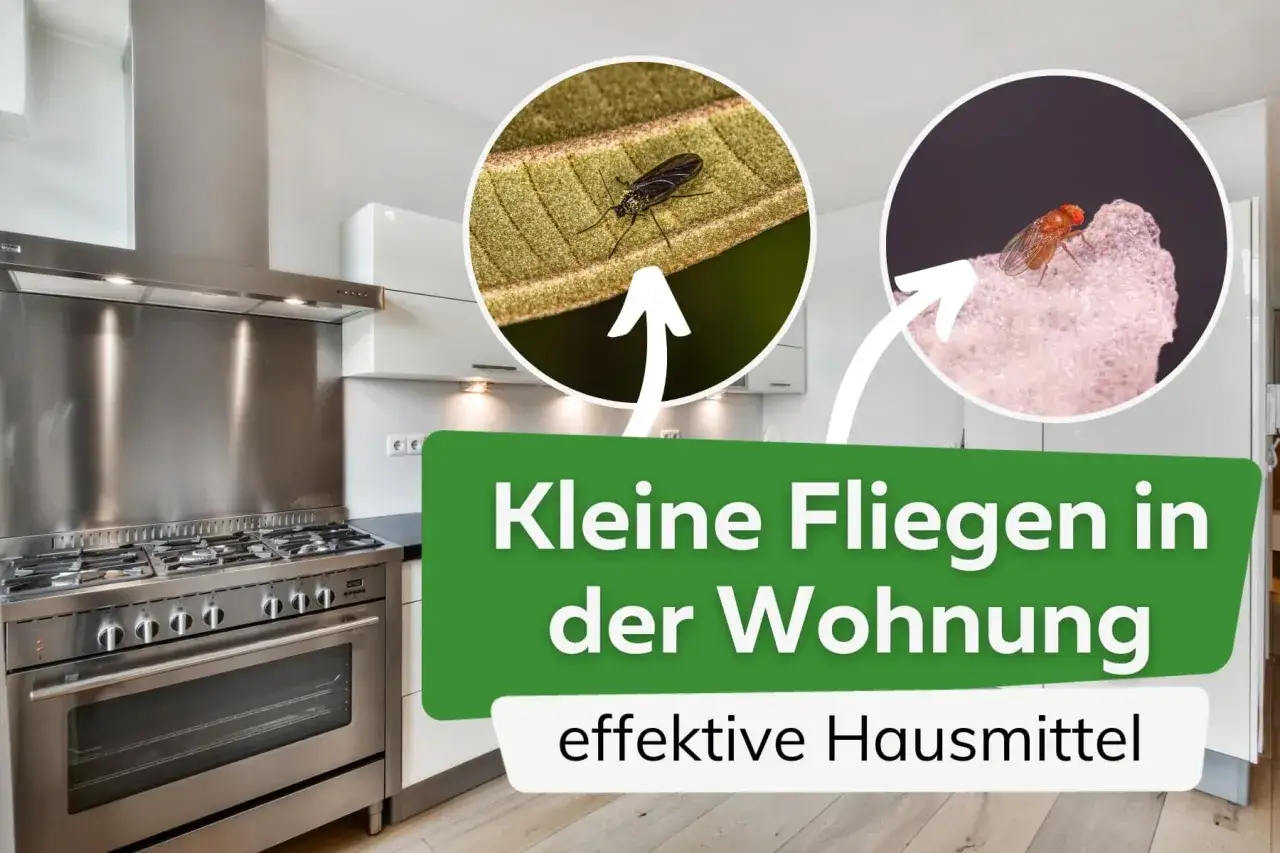 Kleine Fliegen in der Wohnung? Hier sind effektive Hausmittel gegen die lästigen Plagegeister.