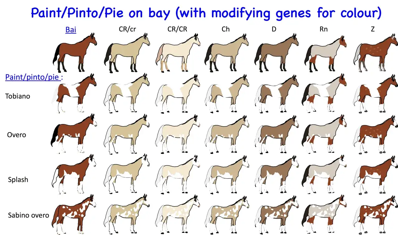 Ilustracja przedstawia różne wzory umaszczenia pinto horse, od jednolitego po łaciate, z uwzględnieniem genów modyfikujących kolor.