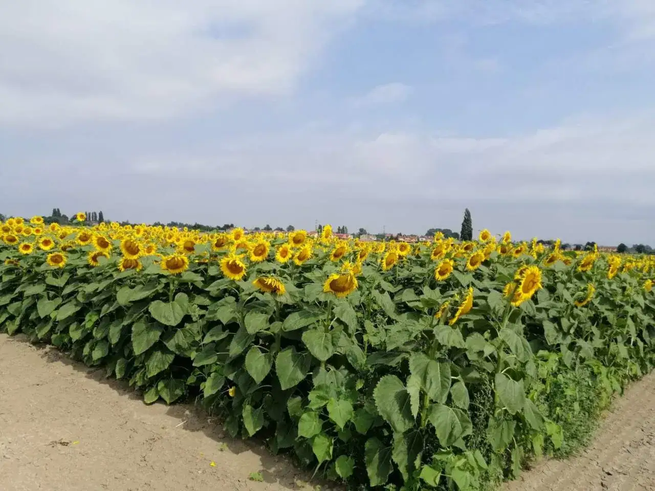 Un vasto campo di girasole fiore, con i loro petali gialli rivolti verso il cielo azzurro e nuvoloso.