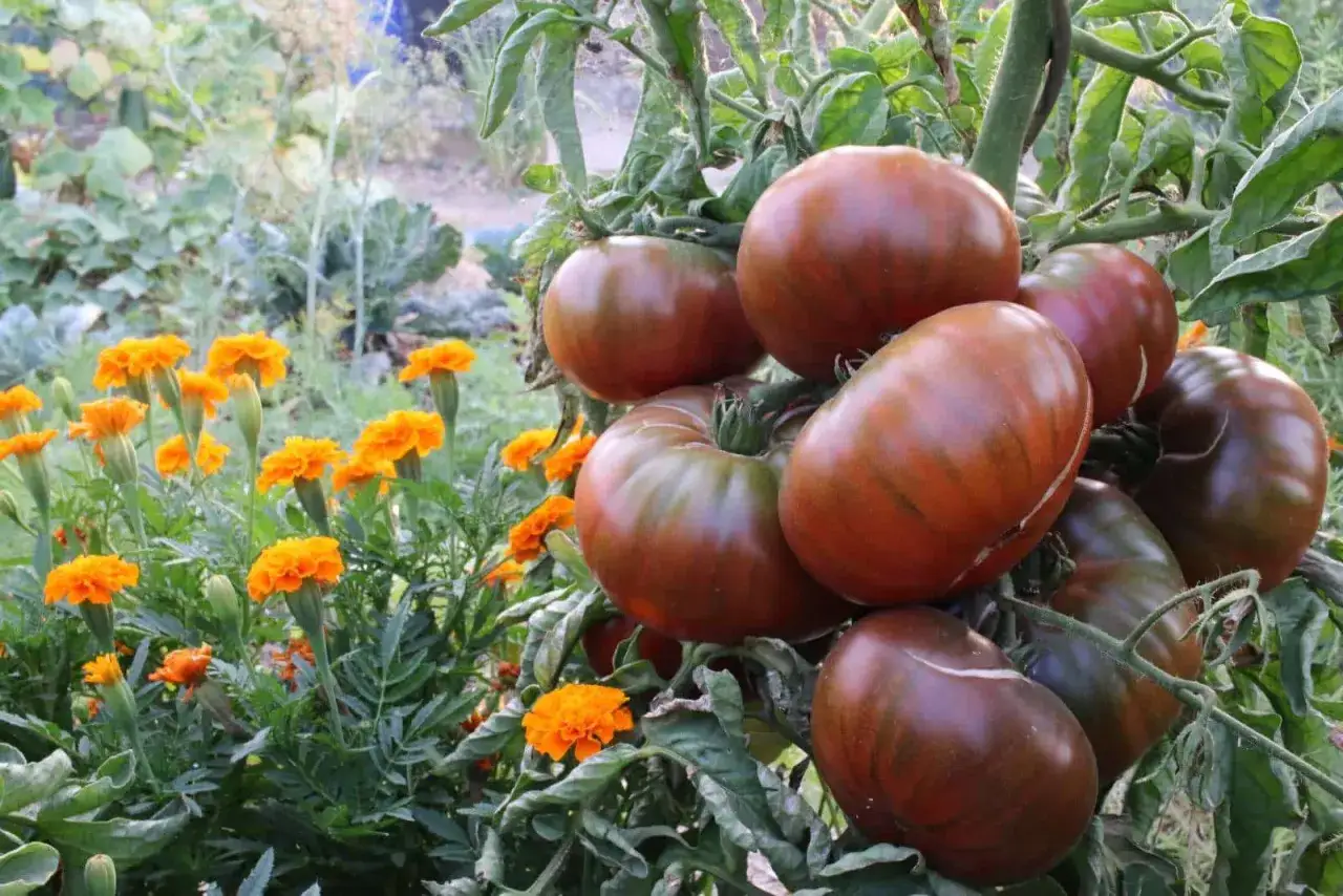 Gros fruits de tomates greff&eacute;es, brun&acirc;tres et stri&eacute;s, m&ucirc;rissent sur la plante, entour&eacute;s de fleurs de souci orange vif.
