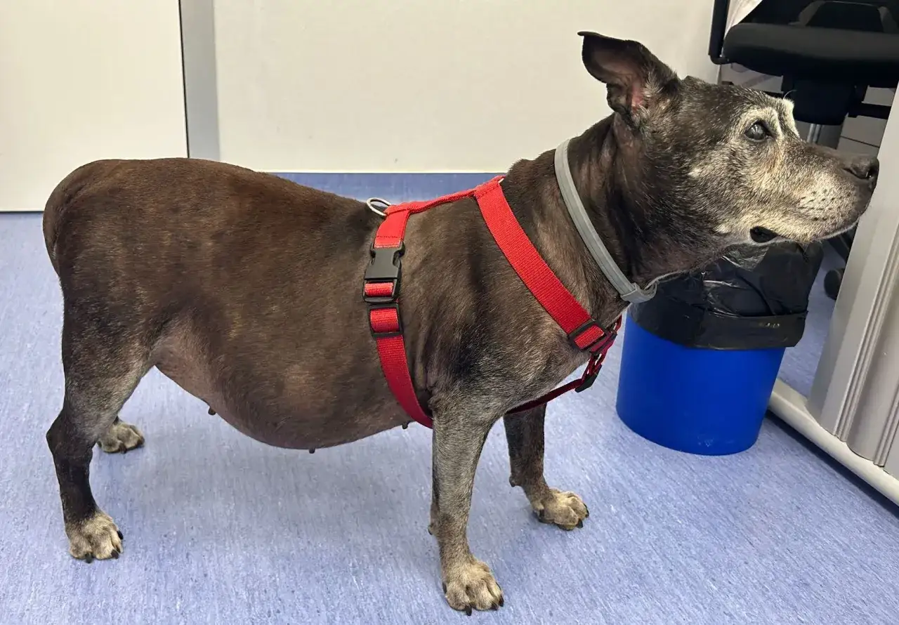 Perro con abdomen distendido, posible síntoma de sindrome de cushing en perros.