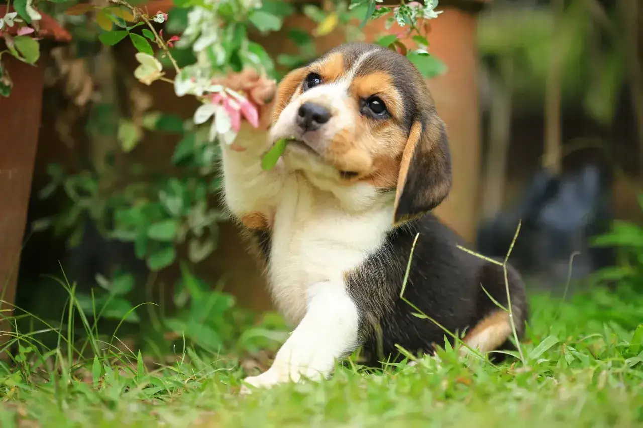 Uroczy szczeniak beagle, ciekawy świata. Zastanawiasz się nad beagle pies cena?