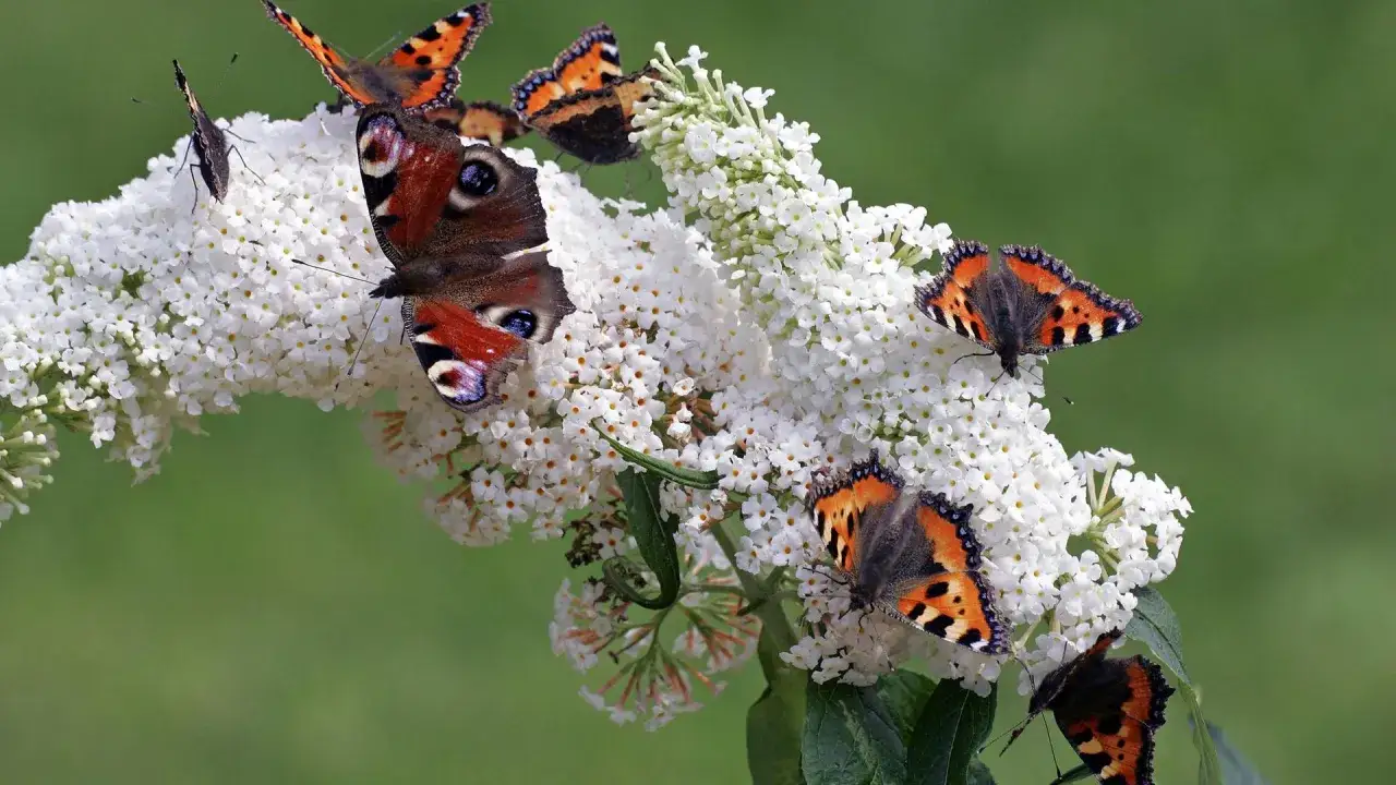 Schmetterlinge auf einem weißen Sommerflieder. Trotz des Verbots von Sommerflieder blüht er und lockt viele Falter an.