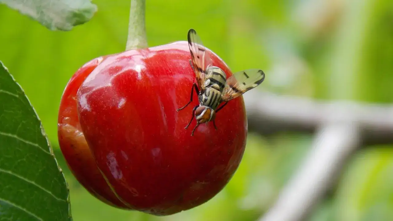 A fly with striped wings rests on a ripe cherry, a tiny visitor to the orchard, far from any cherry worms.