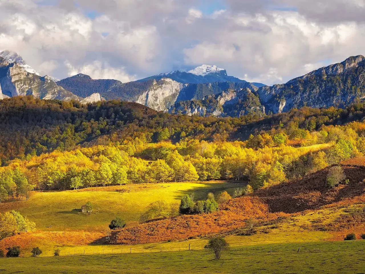 Un **bosque pelo&ntilde;o** oto&ntilde;al ba&ntilde;ado por el sol, con monta&ntilde;as nevadas al fondo y un prado verde en primer plano.