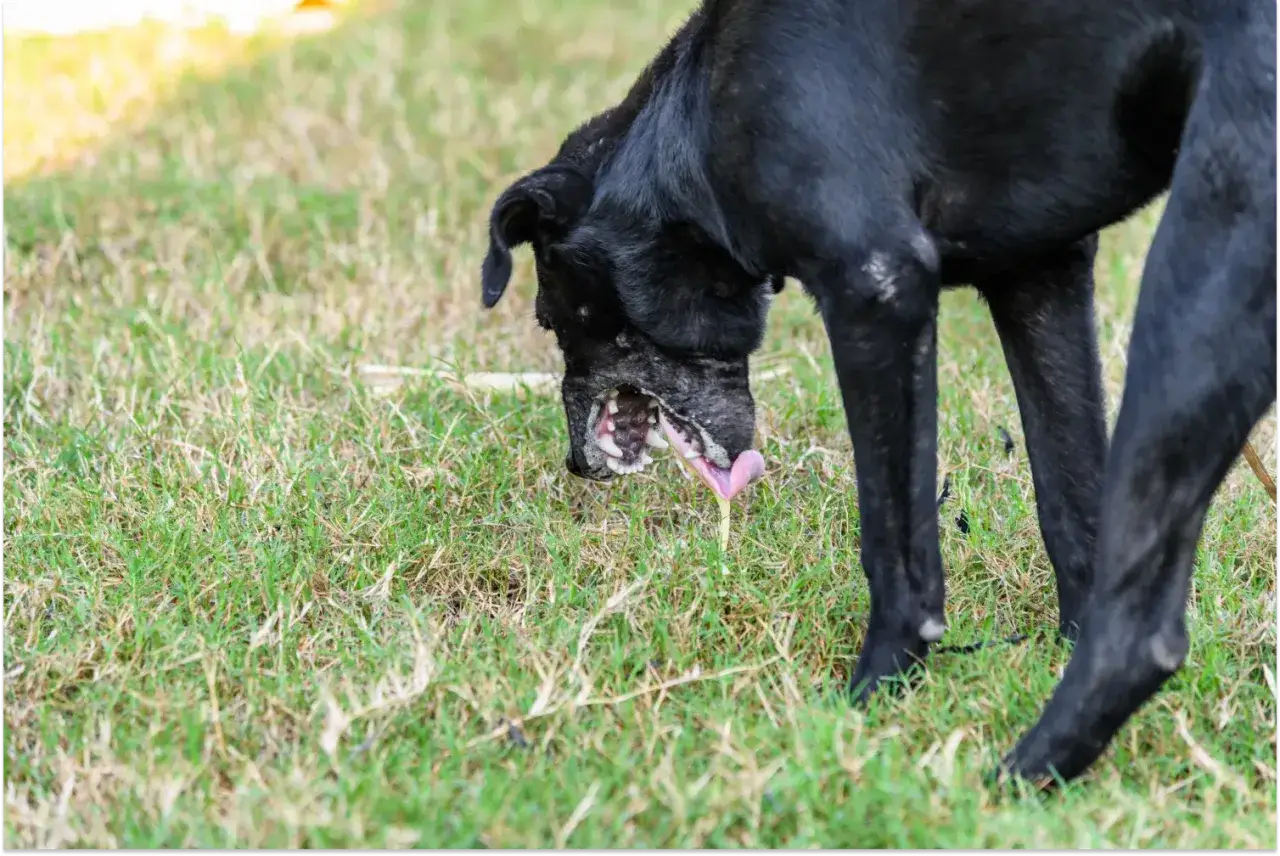 Perro negro vomitando espuma blanca. Buscando remedios caseros para mi perro vomita espuma blanca.