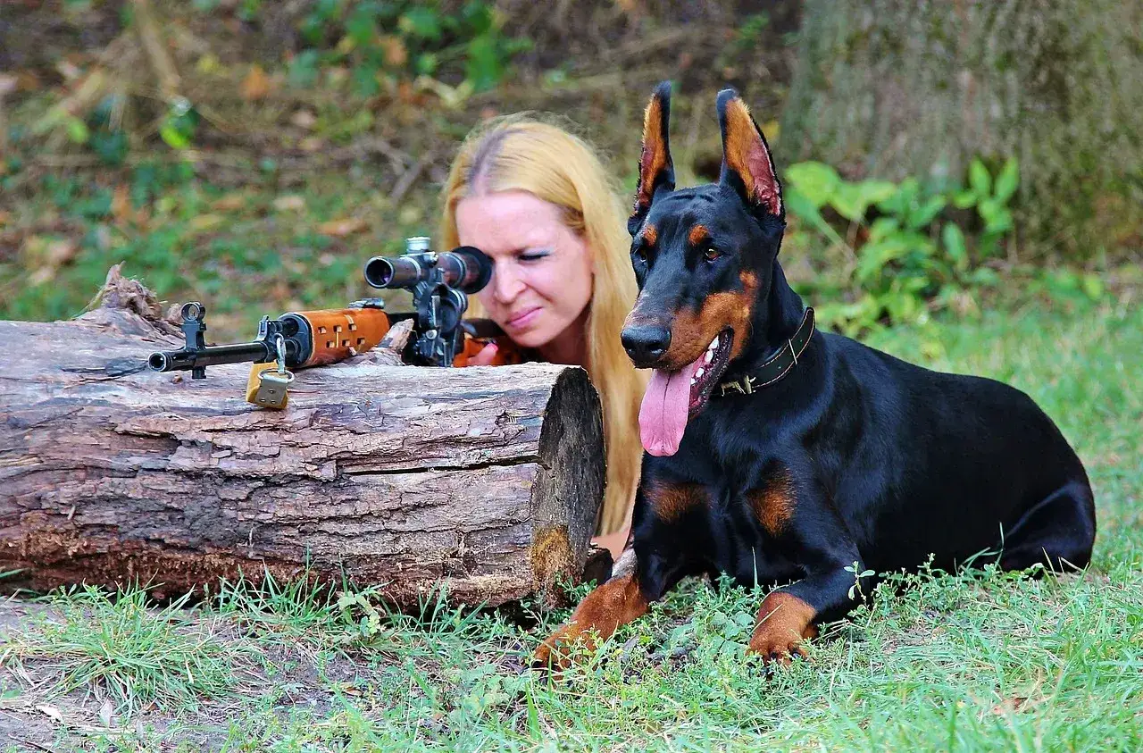 Kobieta z karabinem i dobermanem, przygotowani do polowania. Nauka jak zostać myśliwy.