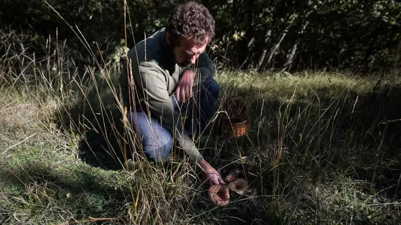Hombre recogiendo setas en un bosque de Huesca. La cesta espera llena de tesoros de la tierra.