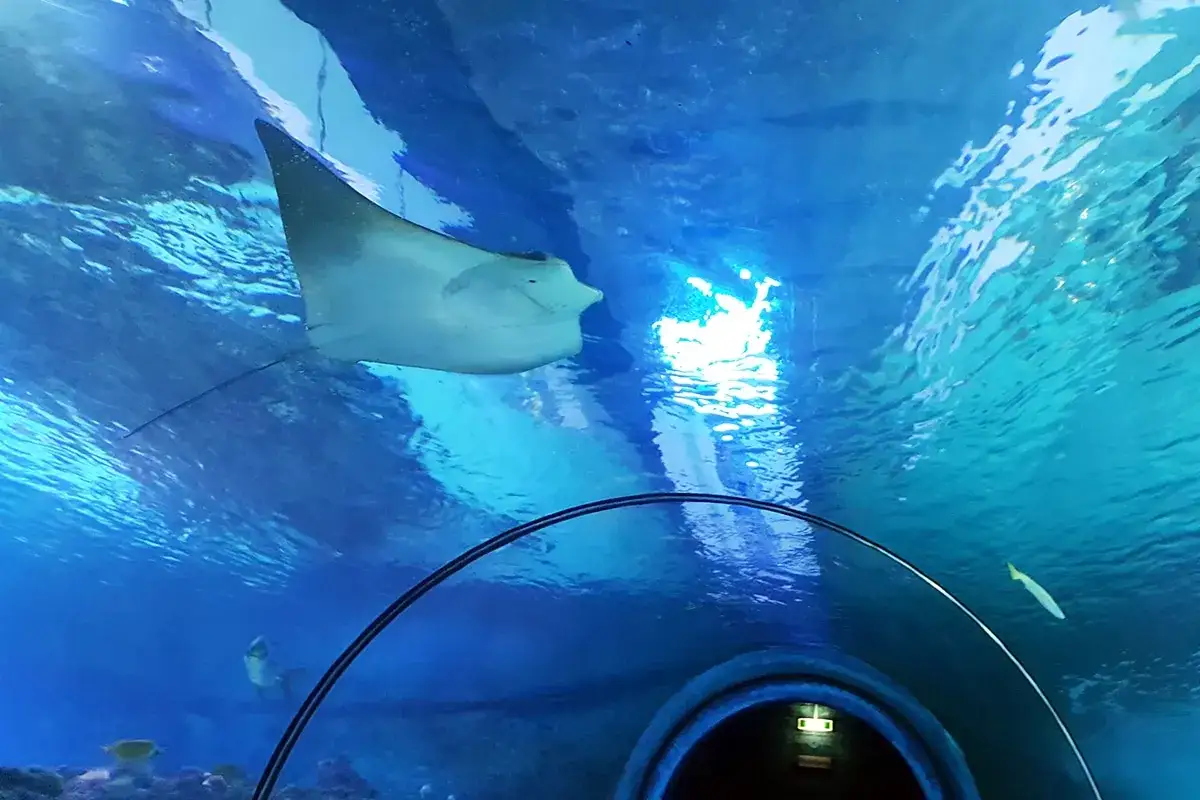 Ein Rochen schwebt über einem Tunnel im Aquarium. Ein toller Ausflug in die Unterwasserwelt!