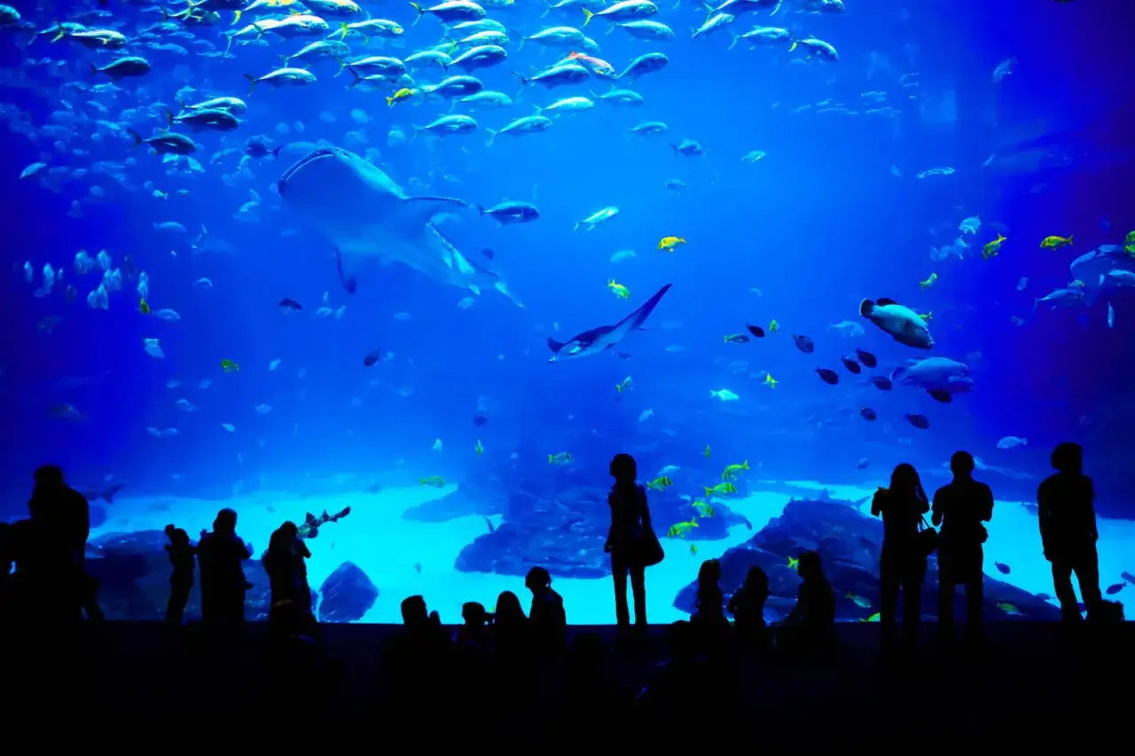 Poema del Mar wejście do oceanarium Gran Canaria