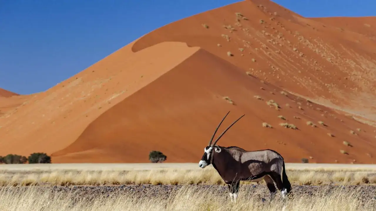 Oryks na tle pomarańczowych wydm Namibii. Niezapomniana namibia wycieczka.