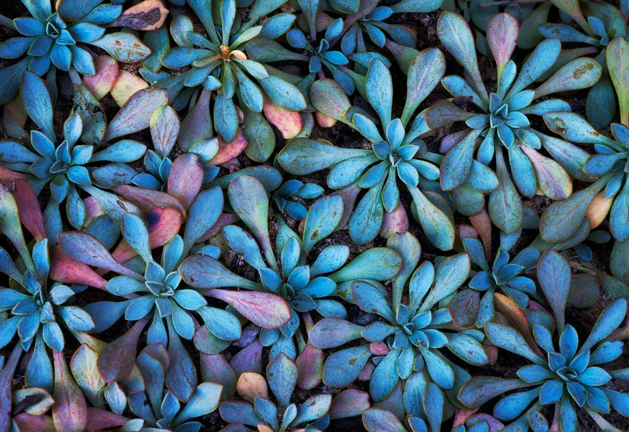 Plantes succulentes aux teintes bleutées et rosées, une **macrophotographie artistique** révélant la beauté des textures végétales.