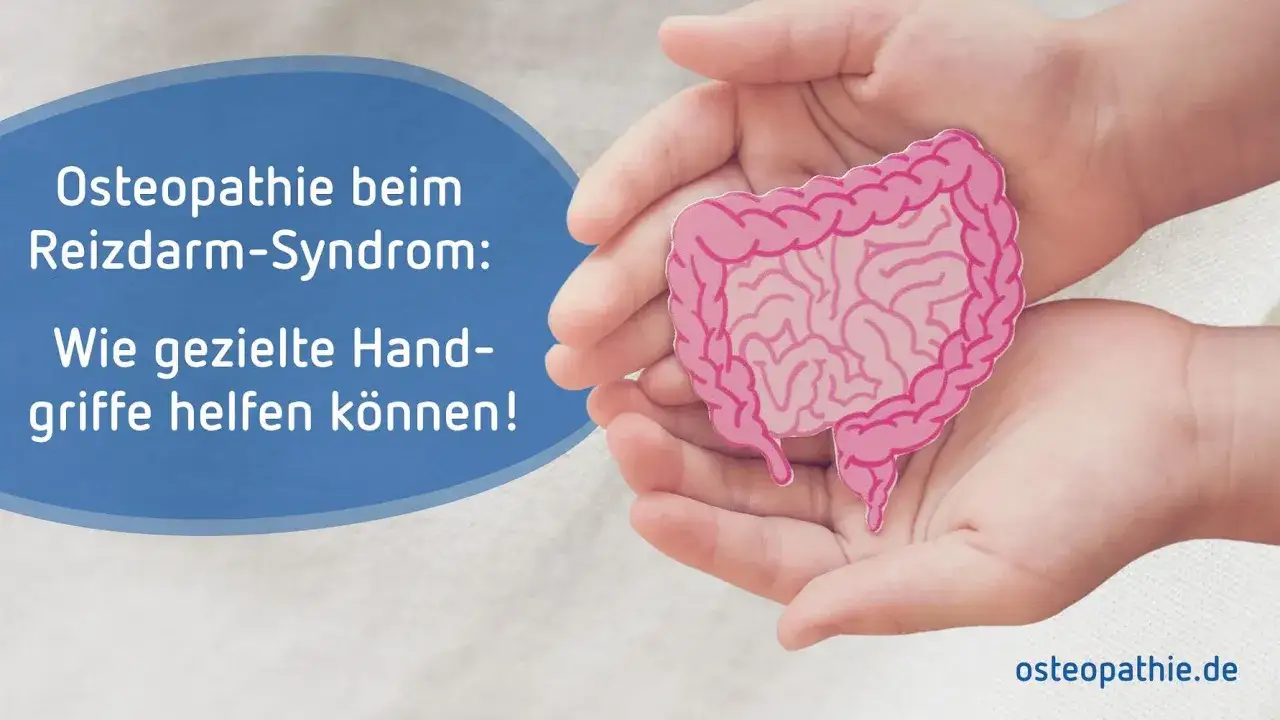 Hände halten ein Darmmodell. Osteopathie beim Reizdarm-Syndrom: Gezielte Griffe können Linderung bringen.