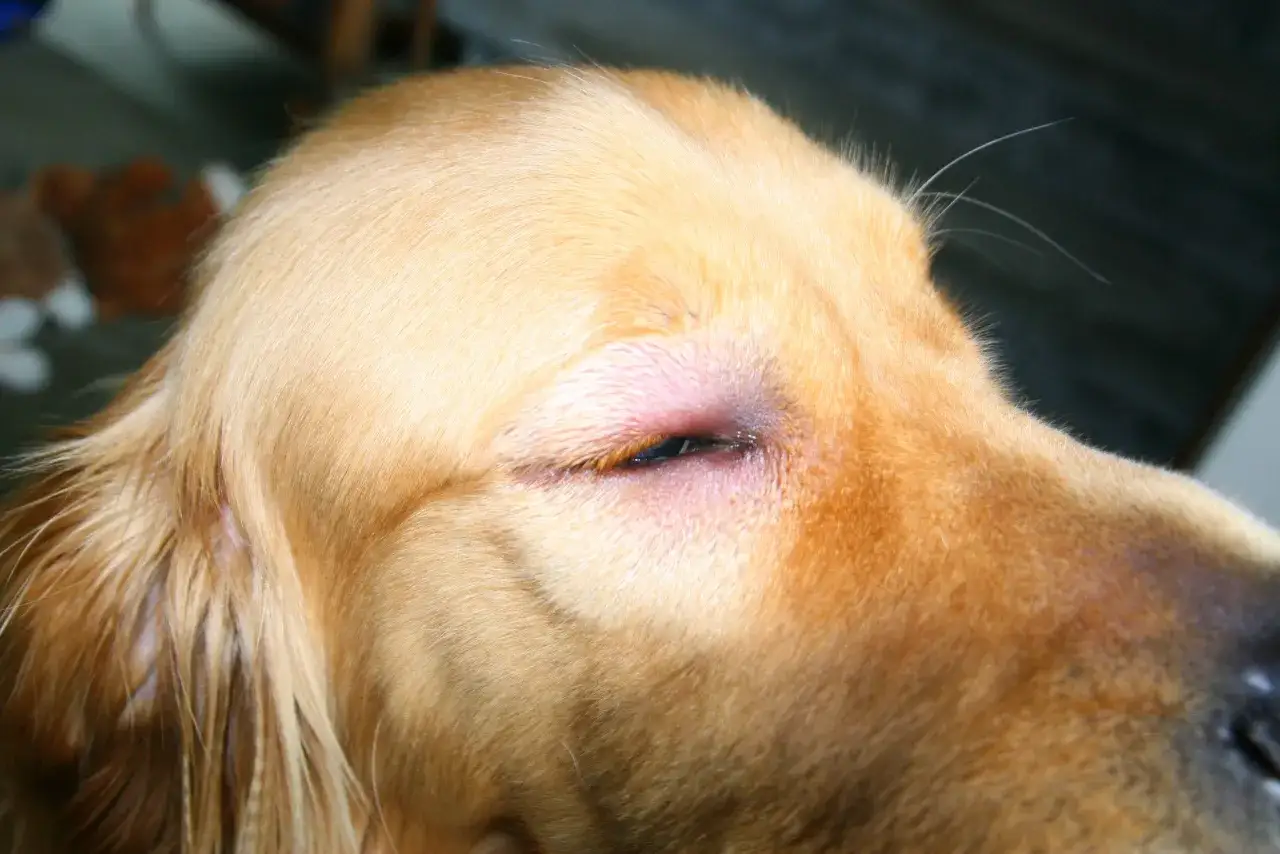 Hund mit Schwellung am Auge nach Insektenstich. Die Schwellung ist rot und entzündet. Wie lange dauert es, bis sie abklingt?