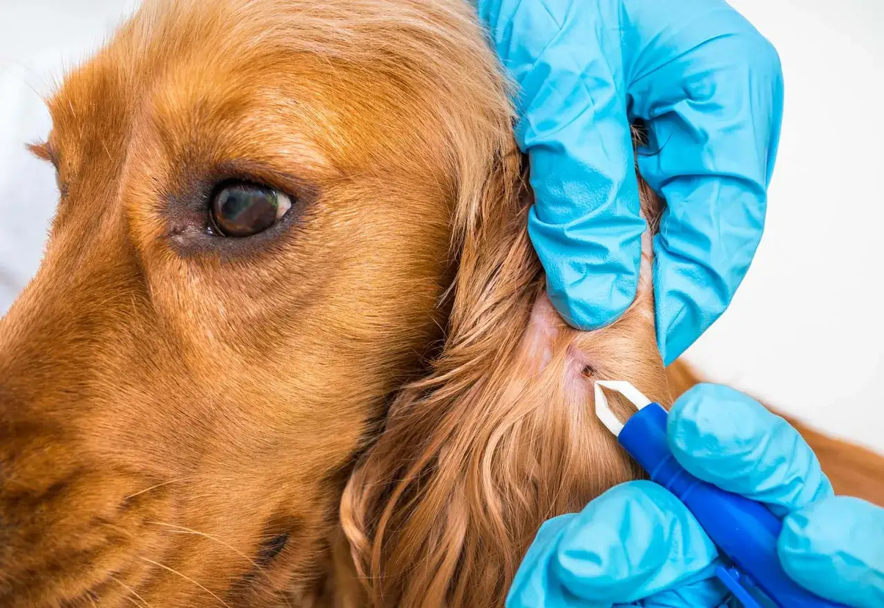 Manos enguantadas intentan extraer una garrapata mal quitada de la oreja de un perro.