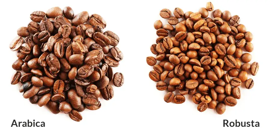 ziarna kawy arabica robusta