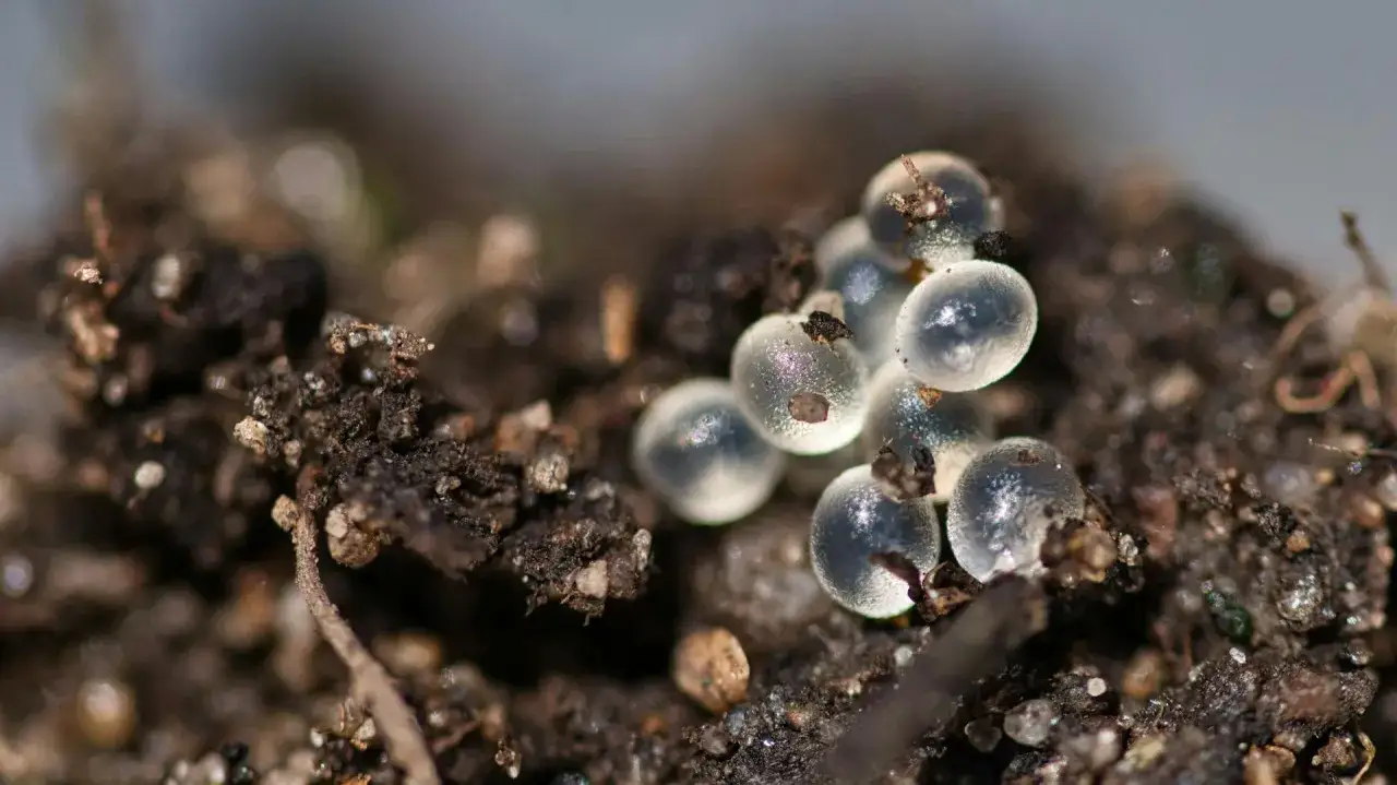 Grappolo di trasparenti uova di lumaca, piccole perle di vita che attendono nel terreno umido, pronte a schiudersi.