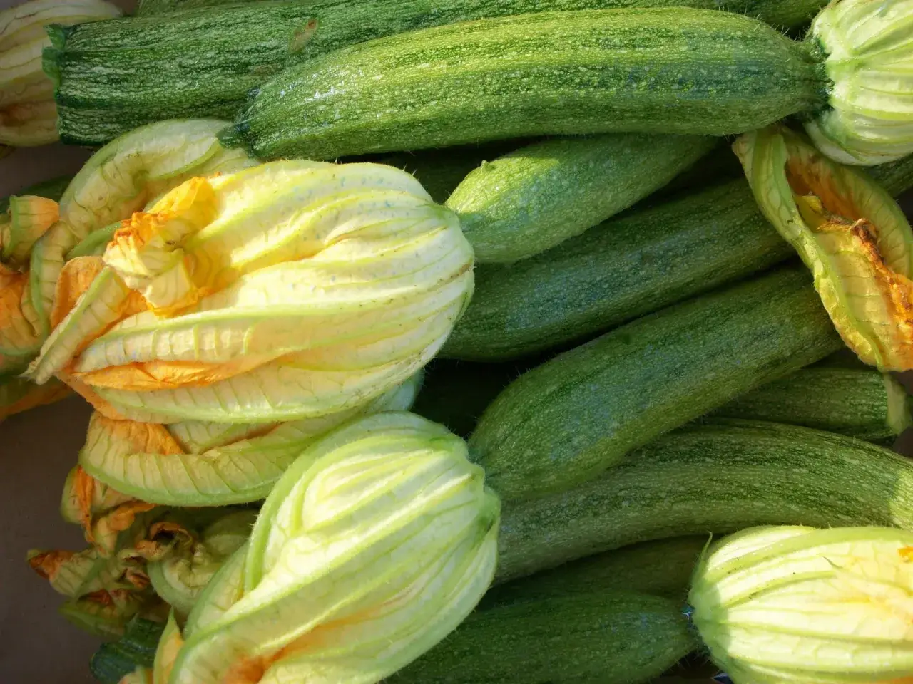 Zucchine trombetta fresche e fiori gialli, pronti per essere cucinati.